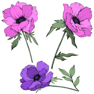 Vektör Anemone çiçek botanik çiçekler. Siyah ve beyaz oyulmuş mürekkep sanatı. İzole anemon illüstrasyon elemanı.