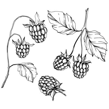 Vektör Ahududu sağlıklı gıda izole. Siyah ve beyaz oyulmuş mürekkep sanatı. İzole çilek illüstrasyon elemanı.