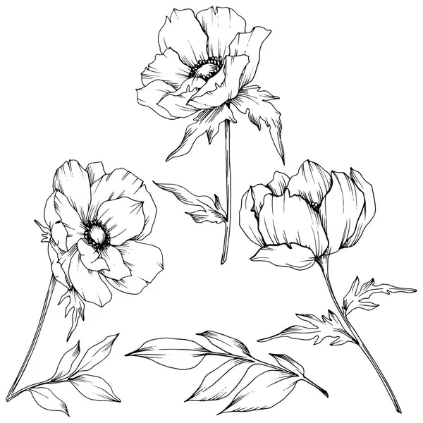 Vector Anemone flores botánicas florales. Tinta grabada en blanco y negro. Elemento de ilustración de anémona aislada . — Archivo Imágenes Vectoriales