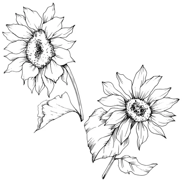 Vektor Sonnenblume Blumen botanischen Blumen. Schwarz-weiß gestochene Tuschekunst. isolierte Sonnenblume Illustration Element. — Stockvektor