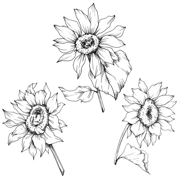 Векторні квіти соняшнику. Чорно-біле гравірування чорнила. Ізольований елемент ілюстрації соняшнику . — стоковий вектор