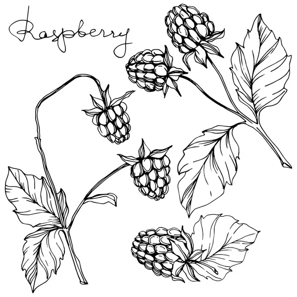 Vector Raspberry alimentos saludables aislados. Tinta grabada en blanco y negro. Elemento ilustrativo de bayas aisladas . — Archivo Imágenes Vectoriales