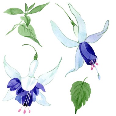 Mavi fuşya çiçek botanik çiçekleri. Suluboya arka plan illüstrasyon seti. İzole fuşya illüstrasyon elemanı.