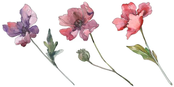 Красный и фиолетовый цветочные ботанические цветы мака. Акварельный набор фона. Изолированный элемент иллюстрации маков . — стоковое фото