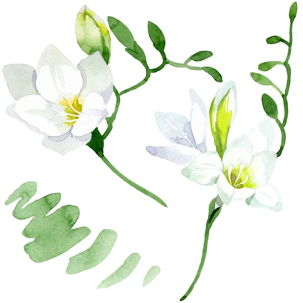 Fleurs botaniques florales freesia blanches. Ensemble d'illustration de fond aquarelle. Elément d'illustration freesia isolé . — Photo