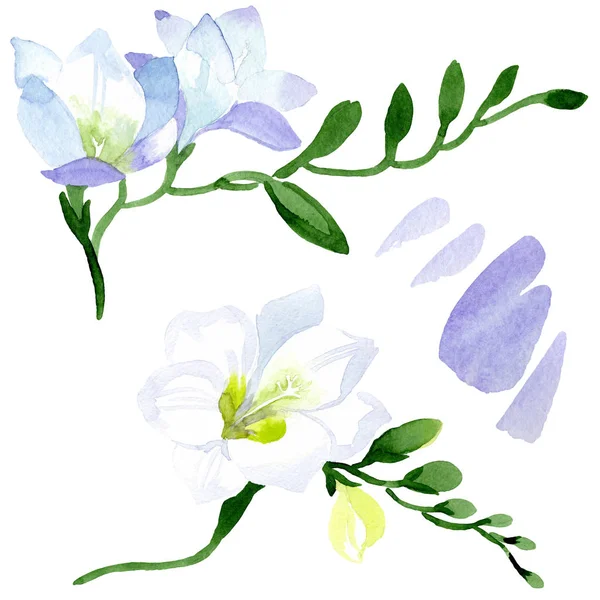 Branco freesia flores botânicas florais. Conjunto de ilustração de fundo aquarela. Isolado freesia ilustração elemento . — Fotografia de Stock