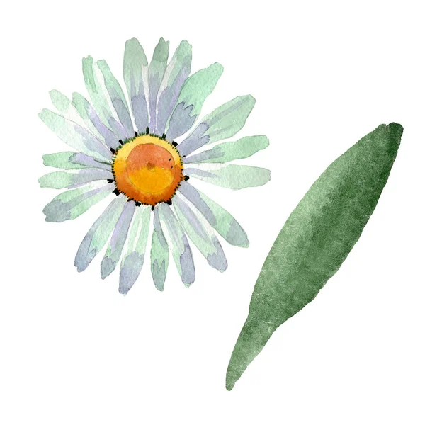 Duży biały rumianek kwiatowy kwiatów botanicznych. Zestaw tła akwarelowego. Izolowany element ilustracji z rumianku. — Zdjęcie stockowe