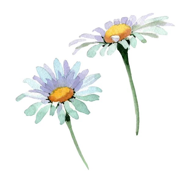 大白洋甘菊花卉植物花。水彩背景集。孤立的甘菊插图元素. — 图库照片