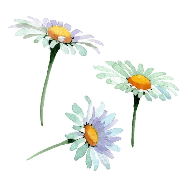 Grandes fleurs botaniques florales de camomille blanche. Ensemble de fond aquarelle. Élément d'illustration de camomille isolée . — Photo