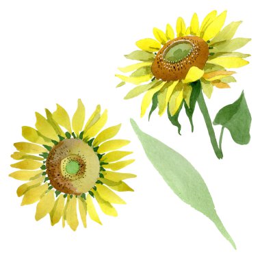 Ayçiçeği çiçek botanik çiçekleri. Suluboya arka plan illüstrasyon seti. İzole ayçiçeği illüstrasyon elemanı.