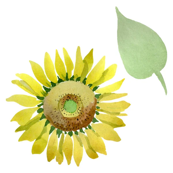 Sunflower floral botanical flowers. Watercolor background illustration set. Isolated sunflower illustration element.