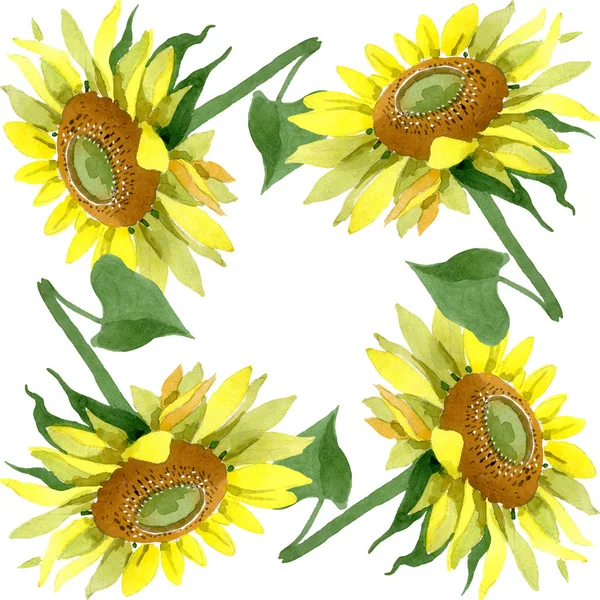 Ayçiçeği çiçek botanik çiçekleri. Suluboya arka plan illüstrasyon seti. Çerçeve kenarlık süs karesi.