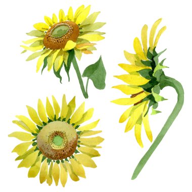 Ayçiçeği çiçek botanik çiçekleri. Suluboya arka plan illüstrasyon seti. İzole ayçiçeği illüstrasyon elemanı.