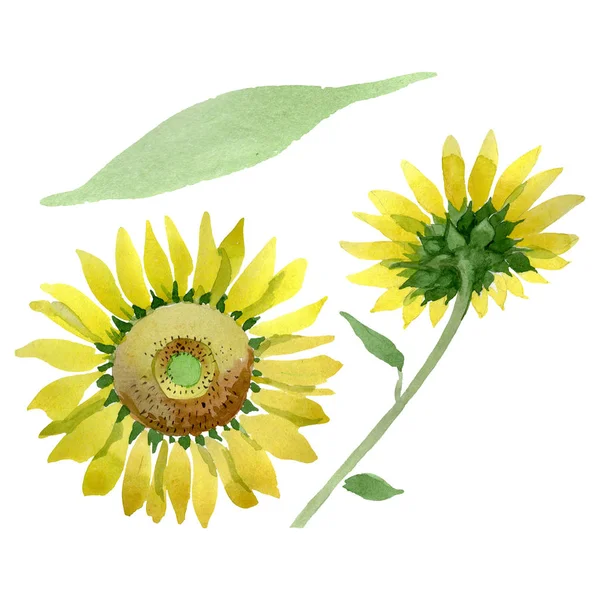 Girassol flores botânicas florais. Conjunto de ilustração de fundo aquarela. Elemento de ilustração de girassol isolado . — Fotografia de Stock