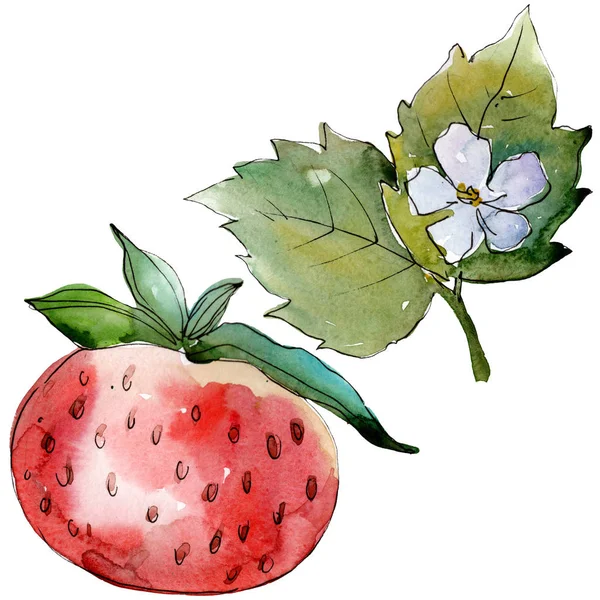 Aardbei gezond voedsel. Aquarel achtergrond illustratie instellen. Geïsoleerde Berry illustratie element. — Stockfoto