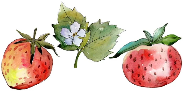 Fraise alimentation saine. Ensemble d'illustration de fond aquarelle. Élément d'illustration de baies isolé . — Photo