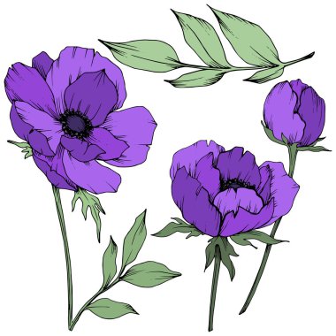 Vektör Mor Anemon çiçek botanik çiçekler. Siyah ve beyaz oyulmuş mürekkep sanatı. İzole anemon illüstrasyon elemanı.