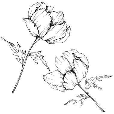 Vektör Anemone çiçek botanik çiçekler. Siyah ve beyaz oyulmuş mürekkep sanatı. İzole anemon illüstrasyon elemanı.