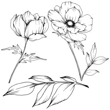 Vektör Anemone çiçek botanik çiçekler. Siyah ve beyaz oyulmuş mürekkep sanatı. İzole anemon illüstrasyon elemanı.