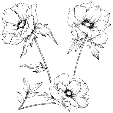 Vektör Anemone çiçek botanik çiçekler. Siyah ve beyaz oyulmuş mürekkep sanatı. İzole anemon illüstrasyon elemanı.