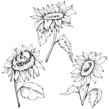 Vektör Ayçiçeği çiçek botanik çiçekler. Siyah ve beyaz oyulmuş mürekkep sanatı. İzole ayçiçeği illüstrasyon elemanı.