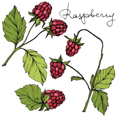 Vektör Ahududu sağlıklı gıda izole. Kırmızı ve yeşil kazınmış mürekkep sanatı. İzole çilek illüstrasyon elemanı.