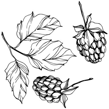 Vektör Ahududu sağlıklı gıda izole. Siyah ve beyaz oyulmuş mürekkep sanatı. İzole çilek illüstrasyon elemanı.