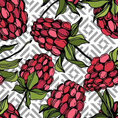 Vektör Ahududu sağlıklı gıda izole. Kırmızı ve yeşil kazınmış mürekkep sanatı. Kesintisiz arka plan deseni.