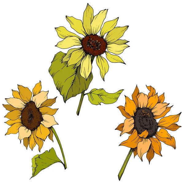 Vector Sunflower floral botanical flowers. Yellow and green engraved ink art. Isolated sunflower illustration element.