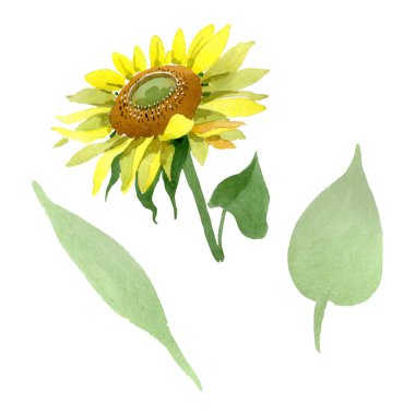 Ayçiçeği çiçek botanik çiçekleri. Suluboya arka plan illüstrasyon seti. İzole ayçiçeği illüstrasyon elemanı.