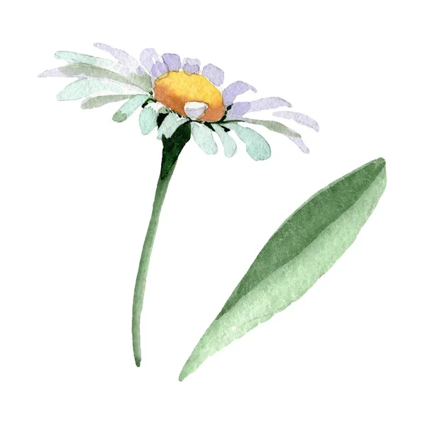 Große weiße Kamille Blumen botanischen Blüten. Aquarell Hintergrund Set vorhanden. Isolierte Kamille als Illustrationselement. — Stockfoto