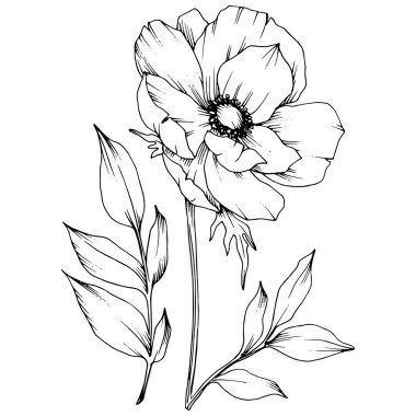 Vektör Anemone çiçek botanik çiçek. Siyah ve beyaz oyulmuş mürekkep sanatı. İzole anemon illüstrasyon elemanı.