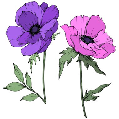 Vektör Anemone çiçek botanik çiçekler. Siyah ve beyaz oyulmuş mürekkep sanatı. İzole anemon illüstrasyon elemanı.