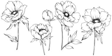 Vektör Anemone çiçek botanik çiçekler. Siyah ve beyaz oyulmuş mürekkep sanatı. İzole anemon illüstrasyon elemanı.