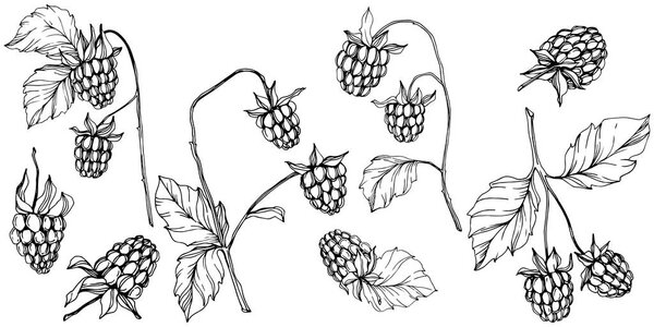 Vector Raspberry healthy food isolated. Black and white engraved ink art. Isolated berries illustration element.