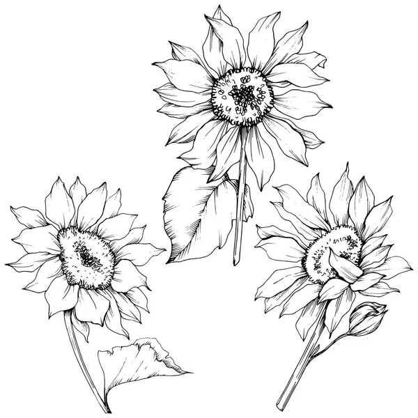 Vector Girasol flores botánicas florales. Tinta grabada en blanco y negro. Elemento de ilustración de girasol aislado . — Vector de stock