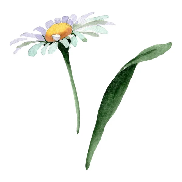 Grandes flores botánicas florales de manzanilla blanca. Conjunto de fondo acuarela. Elemento de ilustración de manzanilla aislada . — Foto de Stock
