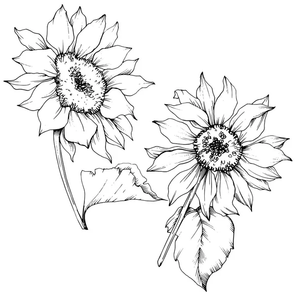 Vector Girasol flores botánicas florales. Tinta grabada en blanco y negro. Elemento de ilustración de girasol aislado . — Vector de stock