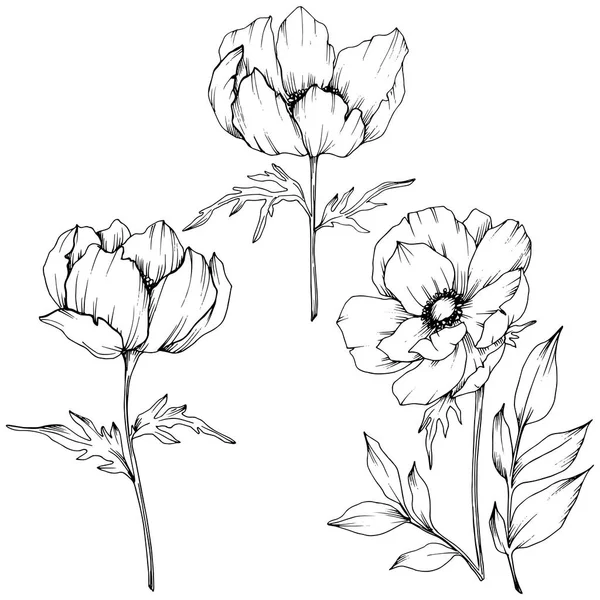 Anémone vectorielle fleurs botaniques florales. Encre gravée en noir et blanc. Élément d'illustration isolé anémone . — Image vectorielle