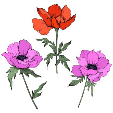 Vektör Anemone çiçek botanik çiçekler. Siyah ve beyaz oyulmuş mürekkep sanatı. İzole anemon illüstrasyon elemanı.