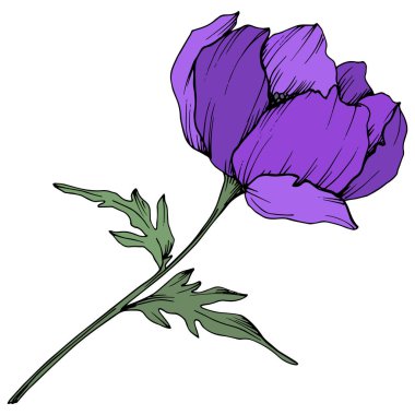 Vektör Mor Anemon çiçek botanik çiçekler. Siyah ve beyaz oyulmuş mürekkep sanatı. İzole anemon illüstrasyon elemanı.