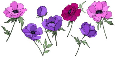 Vektör Anemone çiçek botanik çiçekler. Siyah ve beyaz oyulmuş mürekkep sanatı. İzole anemon illüstrasyon elemanı.