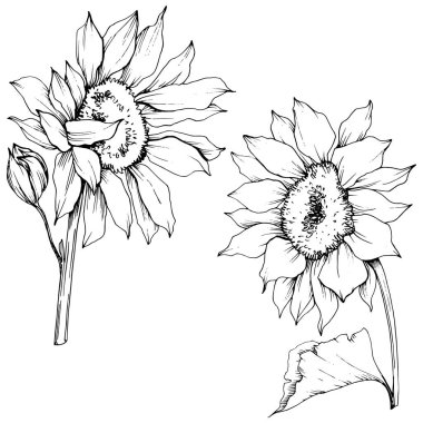 Vektör Ayçiçeği çiçek botanik çiçekler. Siyah ve beyaz oyulmuş mürekkep sanatı. İzole ayçiçeği illüstrasyon elemanı.