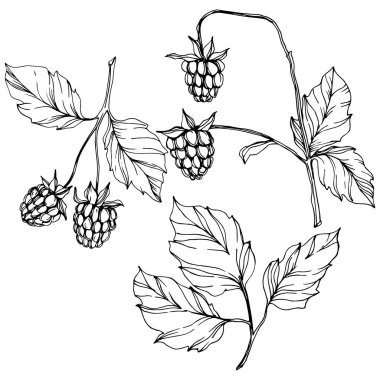 Vektör Ahududu sağlıklı gıda izole. Siyah ve beyaz oyulmuş mürekkep sanatı. İzole çilek illüstrasyon elemanı.