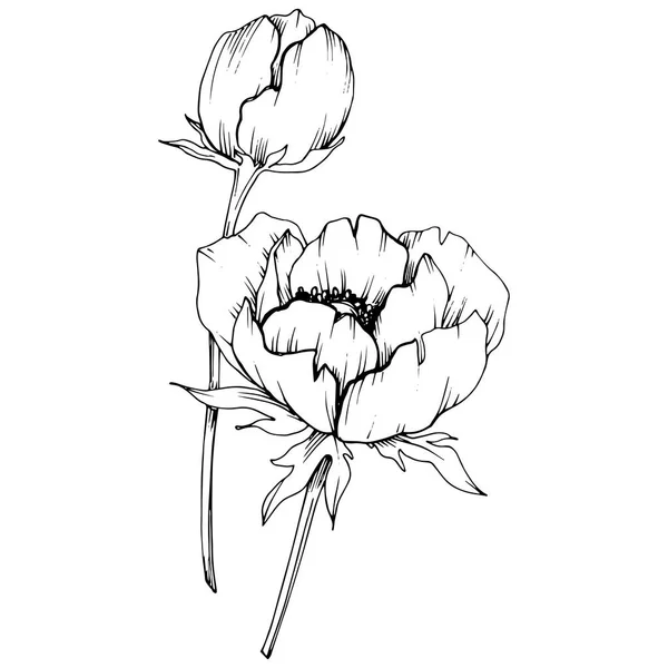 Vector Anémona flor botánica floral. Tinta grabada en blanco y negro. Elemento de ilustración de anémona aislada . — Vector de stock