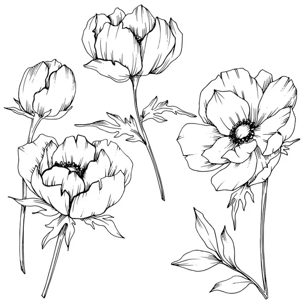 Vector Anemone flores botânicas florais. Tinta gravada a preto e branco. Elemento de ilustração anêmona isolado . —  Vetores de Stock