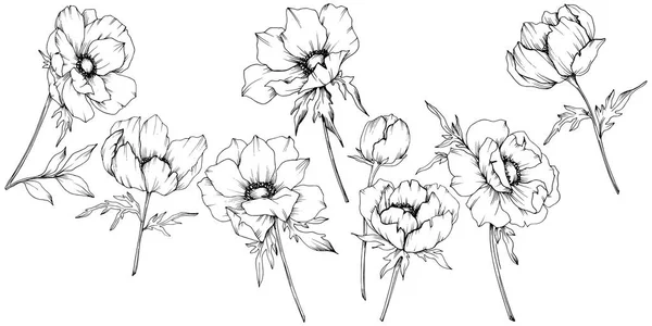 Fiori botanici floreali del vettore Anemone. Inchiostro inciso in bianco e nero art. Elemento di illustrazione anemone isolato . — Vettoriale Stock