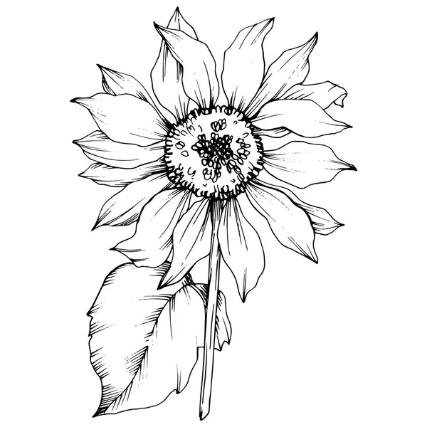 Vector Sunflower floral botanical flower. Black and white engraved ink art. Isolated sunflower illustration element.