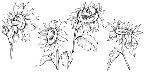 Vecteur Fleurs botaniques florales de tournesol. Encre gravée en noir et blanc. Élément d'illustration de tournesol isolé . — Image vectorielle