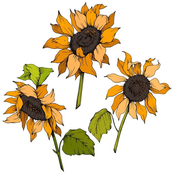 Vector Sunflower floral botanical flowers. Yellow and green engraved ink art. Isolated sunflower illustration element.